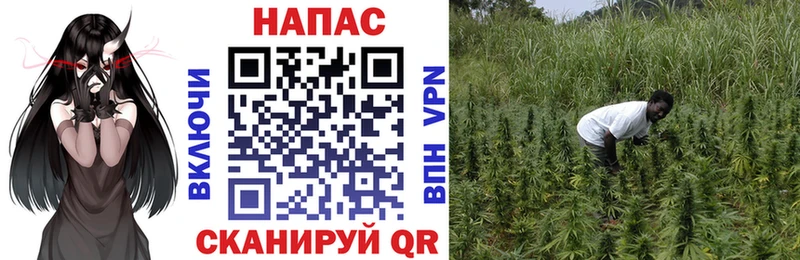 Шишки марихуана MAZAR Макаров
